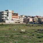 cani2-1
