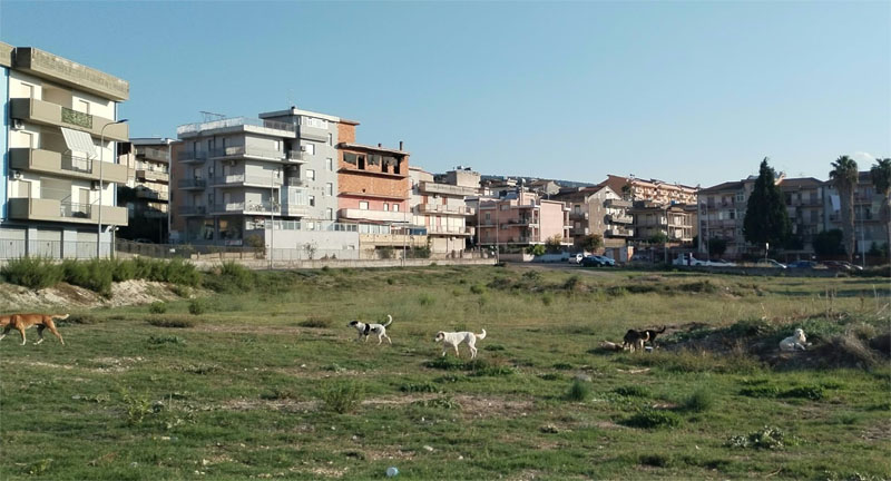 cani2-1
